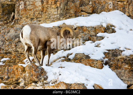 Bighorn Ram (Ovis canadensis) su una sporgenza rocciosa Foto Stock