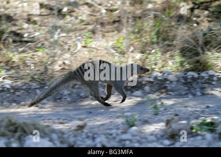 La mangusta nastrati, mungos mungo Foto Stock