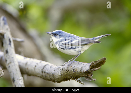 Il Cerulean trillo Foto Stock