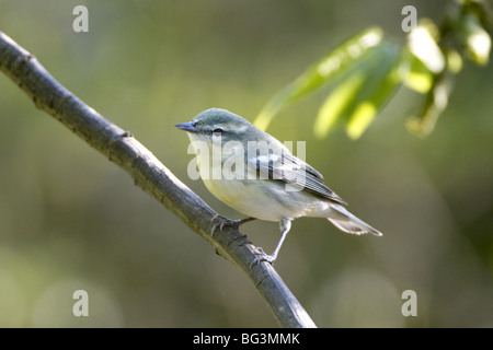 Il Cerulean femmina trillo Foto Stock