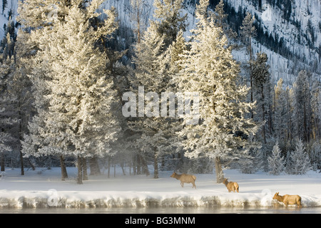 Elk vacche attraversando il fiume Madison contro il fondale di trasformata per forte gradiente alberi smerigliato Foto Stock