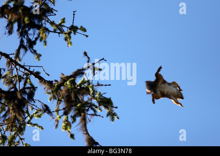 Lo scoiattolo che salta da albero ad albero, aereo e volare in aria. Foto Stock