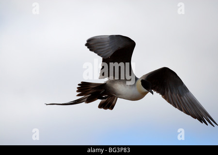 Long-tailed skua in volo nel paesaggio artico Foto Stock