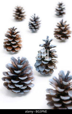 Pigne guardando come alberi di Natale di colore bianco su sfondo innevato Foto Stock