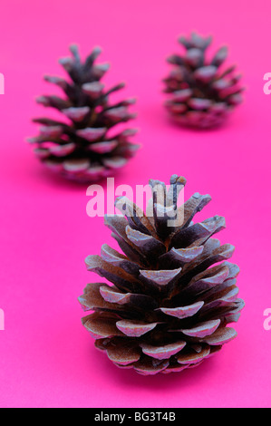 Pigne guardando come alberi di Natale in bright sfondo rosa Foto Stock