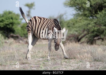 La Burchell zebra, Equus burchelli Foto Stock