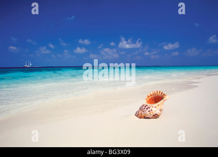 Guscio su una spiaggia deserta, Maldive, Oceano Indiano, Asia Foto Stock