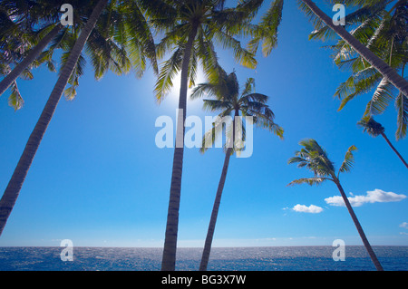 Palme sulla spiaggia tropicale, Bali, Indonesia, Asia sud-orientale, Asia Foto Stock