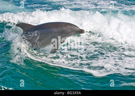 Il tursiope o delfino maggiore nel mare, Bahamas, West Indies, America Centrale Foto Stock