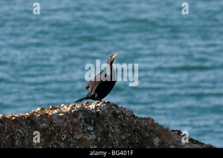 Red Squirrel si ferma per mangiare una nocciola a Middleton, Freshwater, Isola di Wight Foto Stock