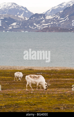 La renna a Ny Alesund, arcipelago delle Svalbard, Norvegia, Artico, Scandinavia, Europa Foto Stock