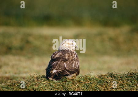 Rough-zampe Buzzard - seduto su un prato / Buteo lagopus Foto Stock