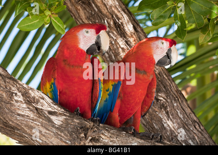 Honduras, isole di Bay, Utila, Bando Beach Foto Stock