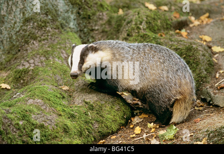 Unione badger - in piedi sulle rocce / Meles meles Foto Stock