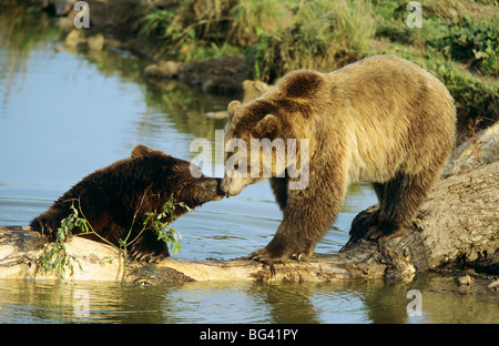 Due giovani orsi bruni - riproduzione all'acqua / Ursus arctos Foto Stock