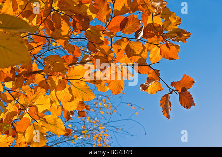 Foglie di faggio su albero NEL REGNO UNITO Foto Stock