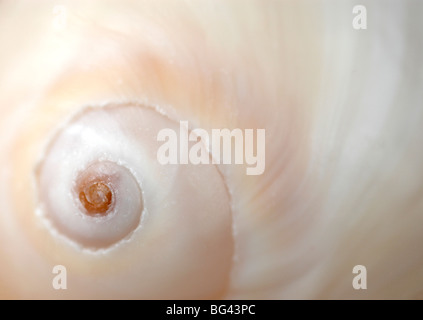 Una chiusura di un guscio Foto Stock