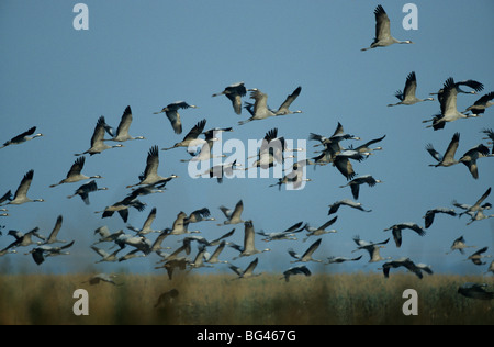 Gru comune , grus grus Foto Stock