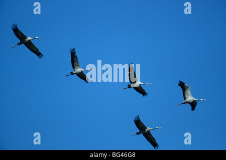 Gru comune , grus grus Foto Stock