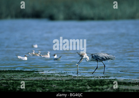 Airone cenerino, cattura un fiume anguilla , Ardea cinerea & Anguilla anguilla Foto Stock