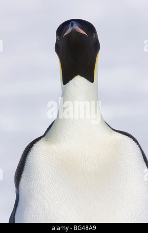 Pinguino imperatore Aptenodytes forsteri, vista ravvicinata di adulto. Snow Hill Island rookery, Antartide. Foto Stock