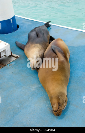 Coppia di leoni di mare crogiolarsi su pontone di Puerto Ayora, Santa Cruz, Isole Galapagos Foto Stock