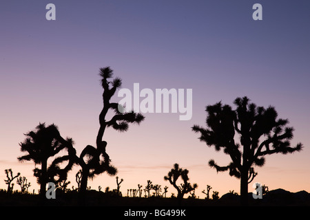 Stati Uniti, California, Joshua Tree National Park, Joshua Tree, Yucca brevifolia, in valle nascosta, alba Foto Stock