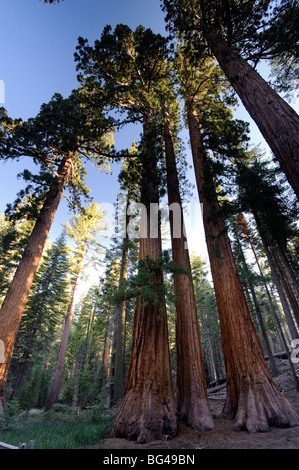 Stati Uniti d'America, in California, del Parco Nazionale Yosemite, di Mariposa Grove, Corso di laurea e Tre Grazie sequoie giganti Foto Stock