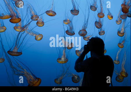 Stati Uniti, California, Monterey Bay Acquarium, pacifico mare Meduse di ortica (Chrysaora quinquecirrha) Foto Stock