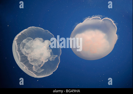 Stati Uniti, California, Monterey Bay Acquarium, Luna Medusa (Aurelia aurita) Foto Stock