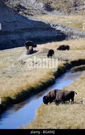 (Bison bison bison), il Parco Nazionale di Yellowstone, Wyoming USA Foto Stock