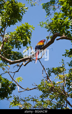 Honduras, isole di Bay, Roatan, Foto Stock