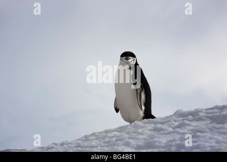 Pinguini Chinstrap, Half Moon Island, penisola antartica. Foto Stock