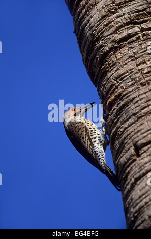 Lo sfarfallio del nord, maschio , colaptes auratus Foto Stock