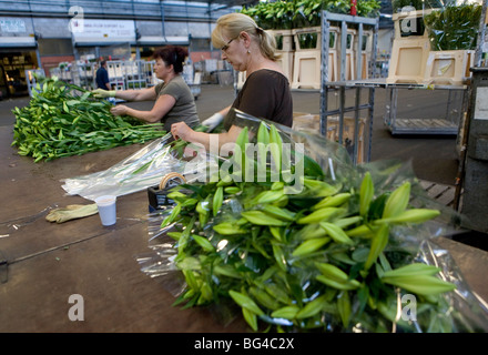 Asta dei fiori di Aalsmeer, una cooperativa di 6000 (fiore) gli agricoltori dei Paesi Bassi Foto Stock