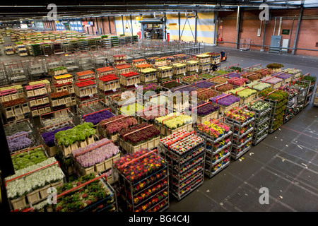 Asta dei fiori di Aalsmeer, una cooperativa di 6000 (fiore) gli agricoltori dei Paesi Bassi Foto Stock