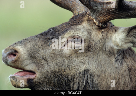 Cervi, bull , cervus elaphus Foto Stock