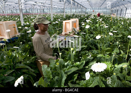 Asta dei fiori di Aalsmeer, una cooperativa di 6000 (fiore) gli agricoltori dei Paesi Bassi Foto Stock