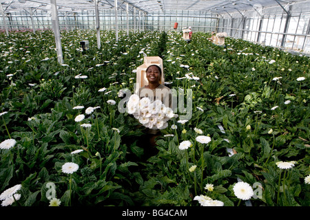 Asta dei fiori di Aalsmeer, una cooperativa di 6000 (fiore) gli agricoltori dei Paesi Bassi Foto Stock