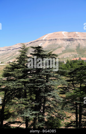 Il legname di cedro di Bcharre, Qadisha valle (Valle Santa), il Sito Patrimonio Mondiale dell'UNESCO, Libano, Medio Oriente Foto Stock