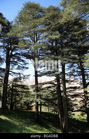 Il legname di cedro di Bcharre, Qadisha valle (Valle Santa), il Sito Patrimonio Mondiale dell'UNESCO, Libano, Medio Oriente Foto Stock