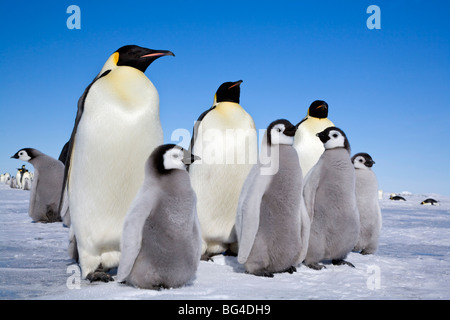 Pinguino imperatore e giovani pulcini a Snow Hill Island rookery, Mare di Weddell, Antartide. Foto Stock