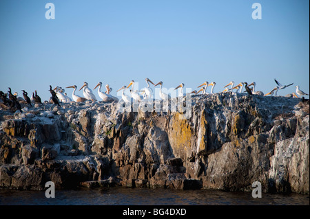 Gabbiani appollaiato sulla roccia, Kenora, Ontario, Canada Foto Stock