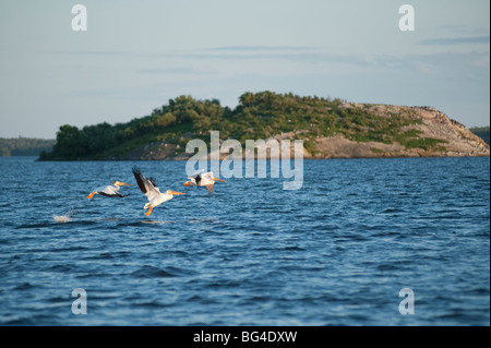 Pellicani la cattura del pesce, il lago dei boschi, Ontario, Canada Foto Stock