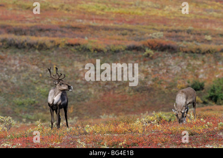 Terra povera caribou, doe, renne, rangifer tarandus, rangifer tarandus arcticus Foto Stock