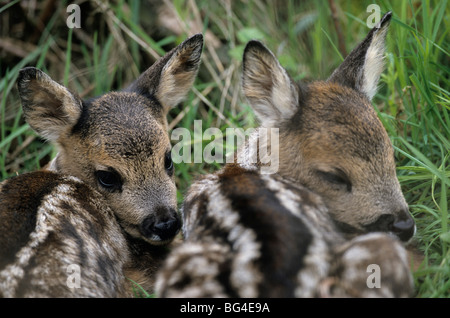 Capriolo, cerbiatti, Capreolus capreolus Foto Stock