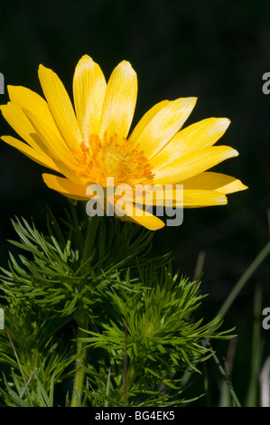 La molla di Adone (Adonis vernalis) Foto Stock