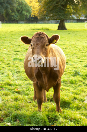 Sussex beef cow in campo Inglese guardando la fotocamera sul pomeriggio soleggiato Foto Stock