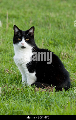 Bianco e nero cat, England, Regno Unito Foto Stock