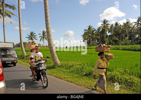 Donna con offerta in campo di riso nei pressi di Ubud, Bali, Indonesia Foto Stock
